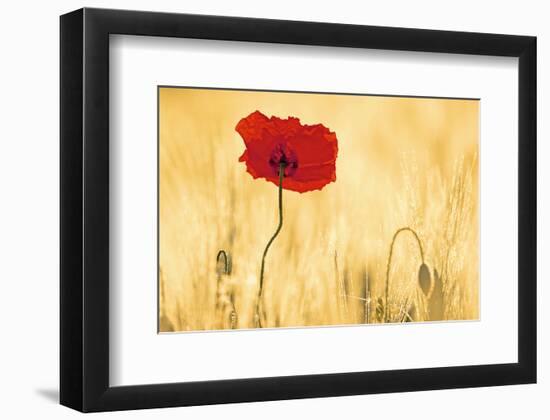 Perfectly Red Poppy Flower-null-Framed Art Print