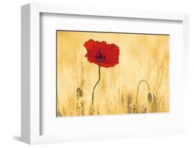 Perfectly Red Poppy Flower-null-Framed Art Print