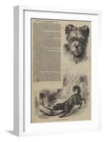 Performances of the Russian Shepherd's Dog Emilie, at Batty's Amphitheatre-null-Framed Giclee Print