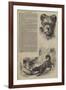 Performances of the Russian Shepherd's Dog Emilie, at Batty's Amphitheatre-null-Framed Giclee Print