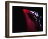 Performer on Stage at Microphone-Phil Sharp-Framed Photographic Print