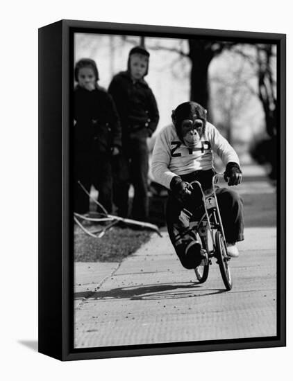 Performing Chimpanzee Zippy Riding a Bike-null-Framed Stretched Canvas