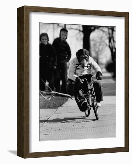 Performing Chimpanzee Zippy Riding a Bike-null-Framed Photographic Print