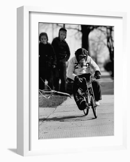 Performing Chimpanzee Zippy Riding a Bike-null-Framed Photographic Print