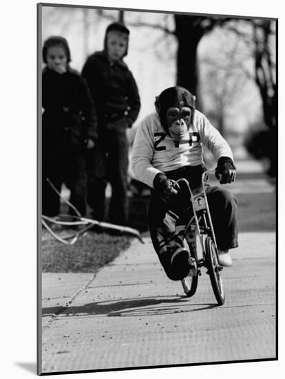 Performing Chimpanzee Zippy Riding a Bike-null-Mounted Photographic Print