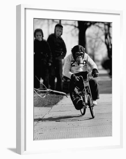 Performing Chimpanzee Zippy Riding a Bike-null-Framed Photographic Print