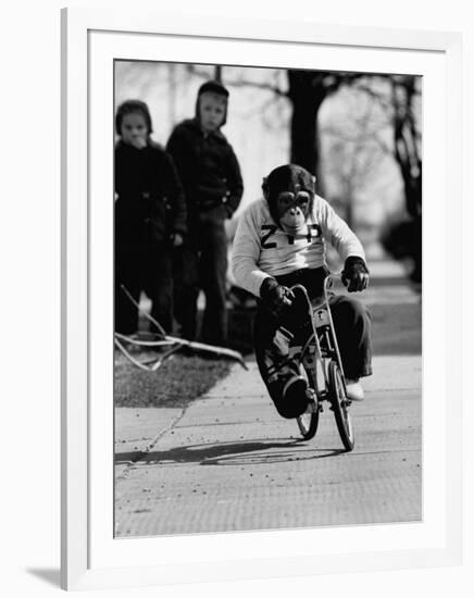 Performing Chimpanzee Zippy Riding a Bike-null-Framed Photographic Print