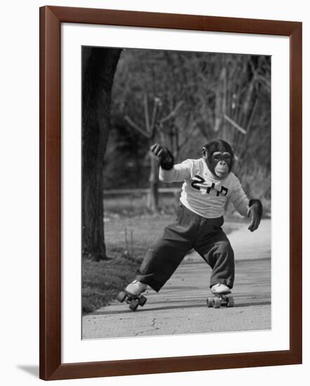 Performing Chimpanzee Zippy Riding on Skates-null-Framed Photographic Print