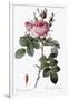 Perfumer's Rose, Rosa Bifera Officinalis-Pierre Joseph Redoute-Framed Giclee Print