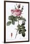 Perfumer's Rose, Rosa Bifera Officinalis-Pierre Joseph Redoute-Framed Giclee Print