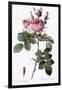 Perfumer's Rose, Rosa Bifera Officinalis-Pierre Joseph Redoute-Framed Giclee Print