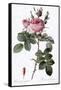 Perfumer's Rose, Rosa Bifera Officinalis-Pierre Joseph Redoute-Framed Stretched Canvas