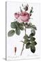Perfumer's Rose, Rosa Bifera Officinalis-Pierre Joseph Redoute-Stretched Canvas