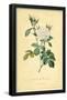 Perfumers' White Rose-null-Framed Poster