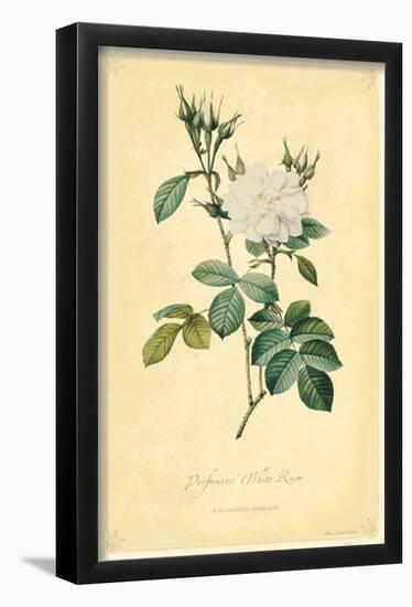 Perfumers' White Rose-null-Framed Poster