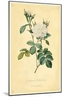 Perfumers' White Rose-null-Mounted Poster