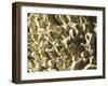 Pergamon or Pulpit-Giovanni Pisano-Framed Giclee Print