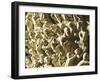 Pergamon or Pulpit-Giovanni Pisano-Framed Giclee Print