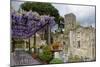 Pergola with Blooming Wisteria, Ravello, Italy-George Oze-Mounted Photographic Print