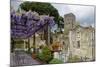 Pergola with Blooming Wisteria, Ravello, Italy-George Oze-Mounted Photographic Print