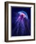 Peri Gelatinous II-Steve Hunziker-Framed Art Print