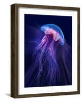 Peri Gelatinous II-Steve Hunziker-Framed Art Print