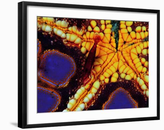 Periclemenes Soror Shrimp and Culcita Novaeguineae-Andrea Ferrari-Framed Photographic Print