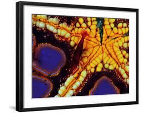 Periclemenes Soror Shrimp and Culcita Novaeguineae-Andrea Ferrari-Framed Photographic Print