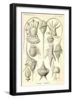 Peridinea - Scheiben-Strahlinge - Heliodiscus-null-Framed Giclee Print