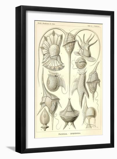 Peridinea - Scheiben-Strahlinge - Heliodiscus-null-Framed Giclee Print