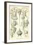 Peridinea-Ernst Haeckel-Framed Art Print