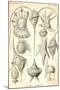 Peridinea-Ernst Haeckel-Mounted Art Print