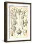 Peridinea-Ernst Haeckel-Framed Art Print