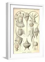 Peridinea-Ernst Haeckel-Framed Art Print