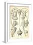 Peridinea-Ernst Haeckel-Framed Art Print