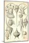 Peridinea-Ernst Haeckel-Mounted Art Print