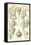 Peridinea-Ernst Haeckel-Framed Stretched Canvas