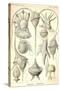 Peridinea-Ernst Haeckel-Stretched Canvas