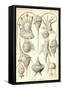 Peridinea-Ernst Haeckel-Framed Stretched Canvas