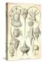 Peridinea-Ernst Haeckel-Stretched Canvas