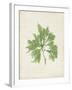 Peridot Seaweed I-Vision Studio-Framed Art Print