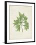 Peridot Seaweed I-Vision Studio-Framed Art Print