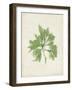 Peridot Seaweed I-Vision Studio-Framed Art Print