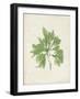 Peridot Seaweed I-Vision Studio-Framed Art Print
