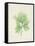 Peridot Seaweed III-Vision Studio-Framed Stretched Canvas