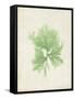 Peridot Seaweed III-Vision Studio-Framed Stretched Canvas