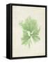 Peridot Seaweed III-Vision Studio-Framed Stretched Canvas