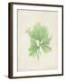 Peridot Seaweed III-Vision Studio-Framed Art Print