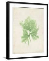 Peridot Seaweed III-Vision Studio-Framed Art Print