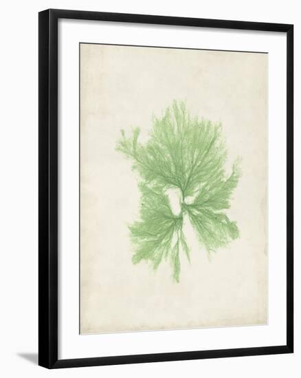 Peridot Seaweed III-Vision Studio-Framed Art Print